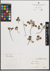 Foto von Salix herbacea L.